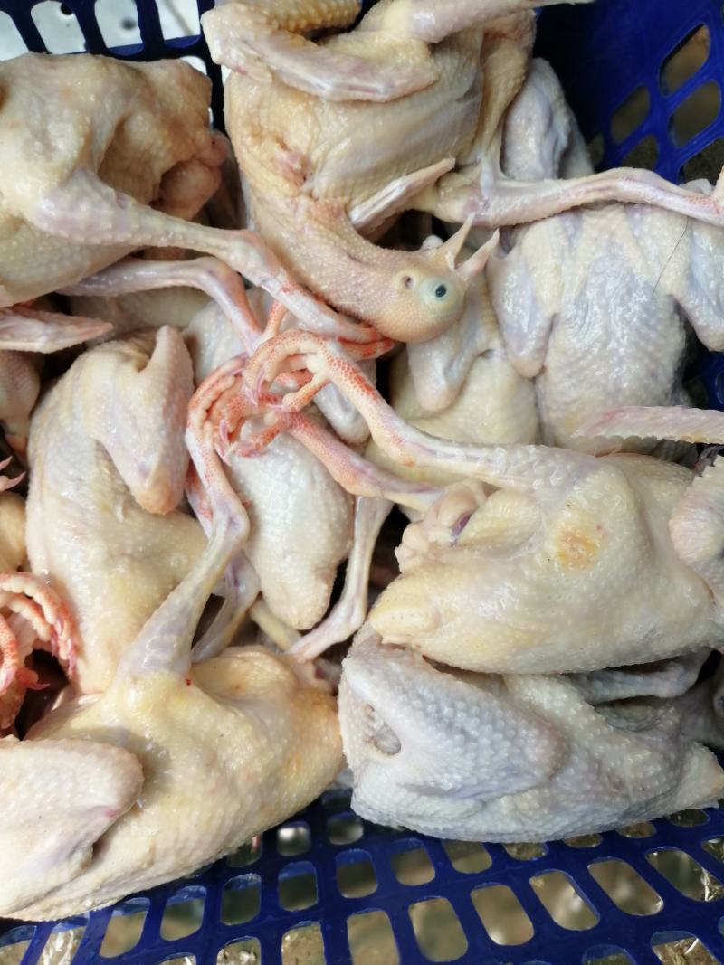 鸽子，白条鸽现杀现发货自产自销一手货源一件代发