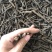 仙茅（产地直销，质量保证，含量高）