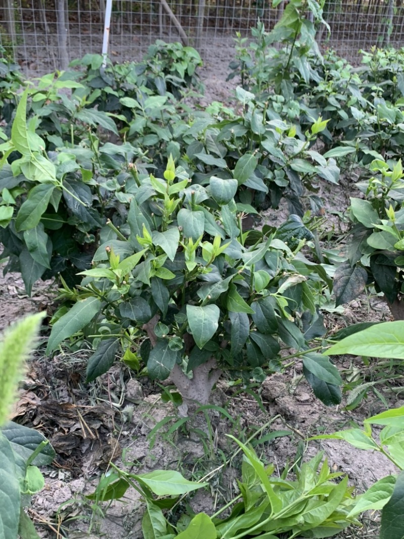 精品腊梅，嫁接腊梅，素心腊梅，檀香腊梅欢迎选购，价格真实