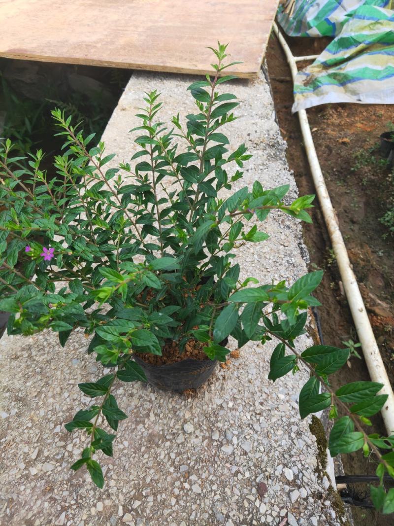 满天星皇冠，高度25，全国发货，质量保证，欢迎进店联系