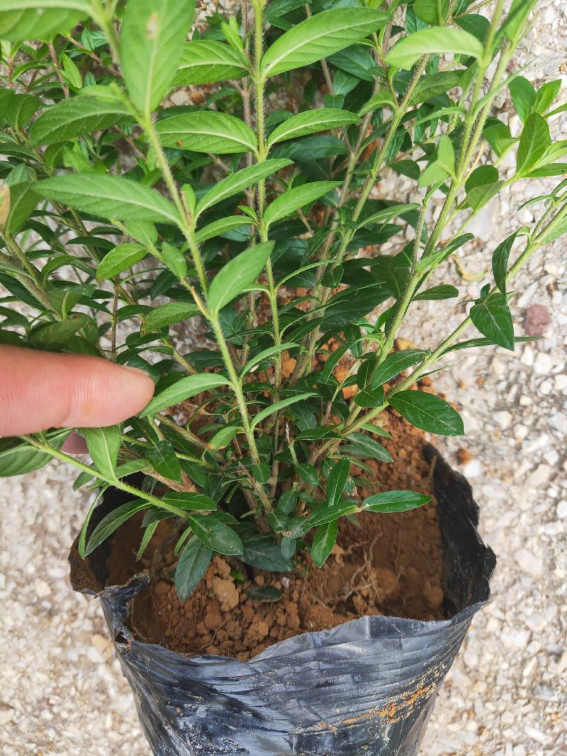 满天星皇冠，高度25，全国发货，质量保证，欢迎进店联系