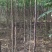 【杜仲树苗】2O0亩种植基地，各种规格都有