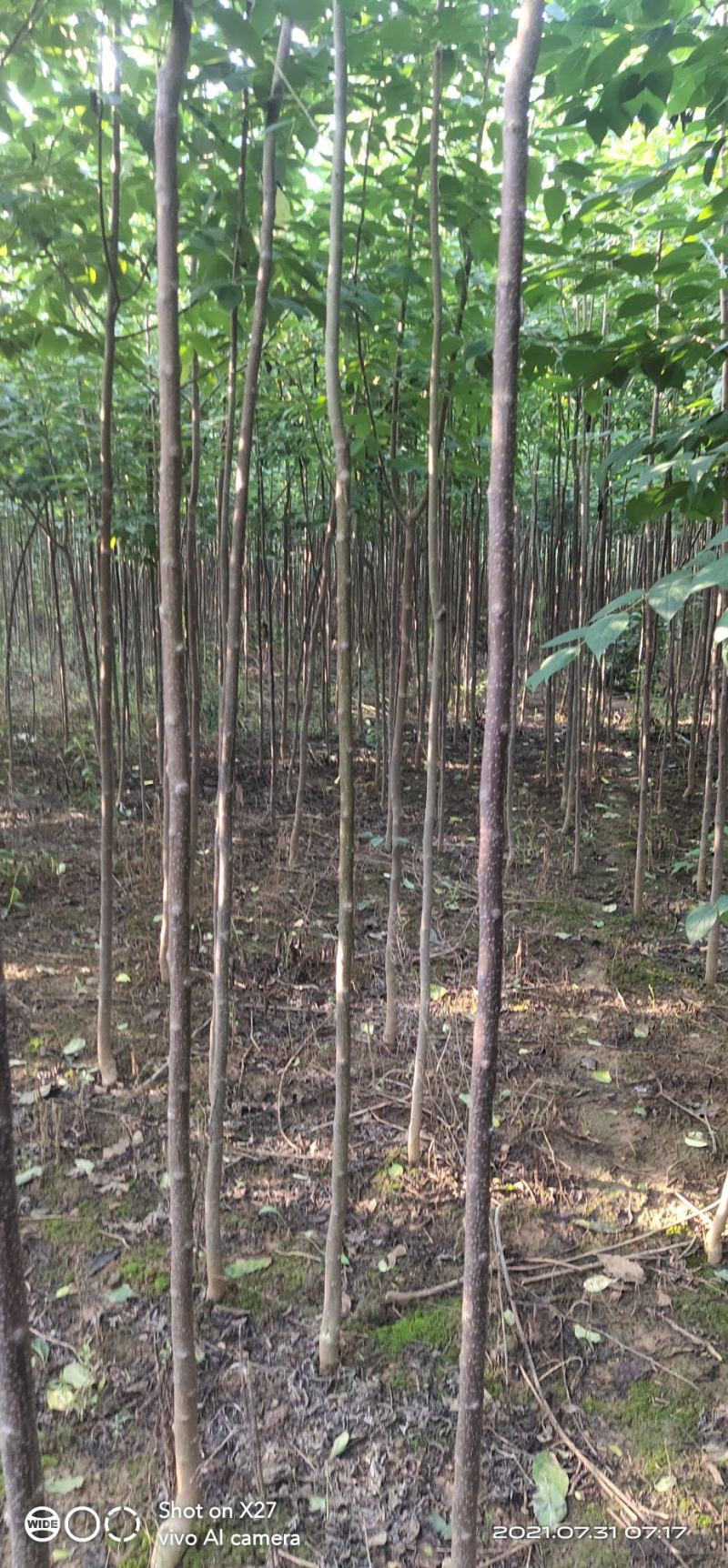 【杜仲树苗】2O0亩种植基地，各种规格都有