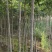 【杜仲树苗】2O0亩种植基地，各种规格都有