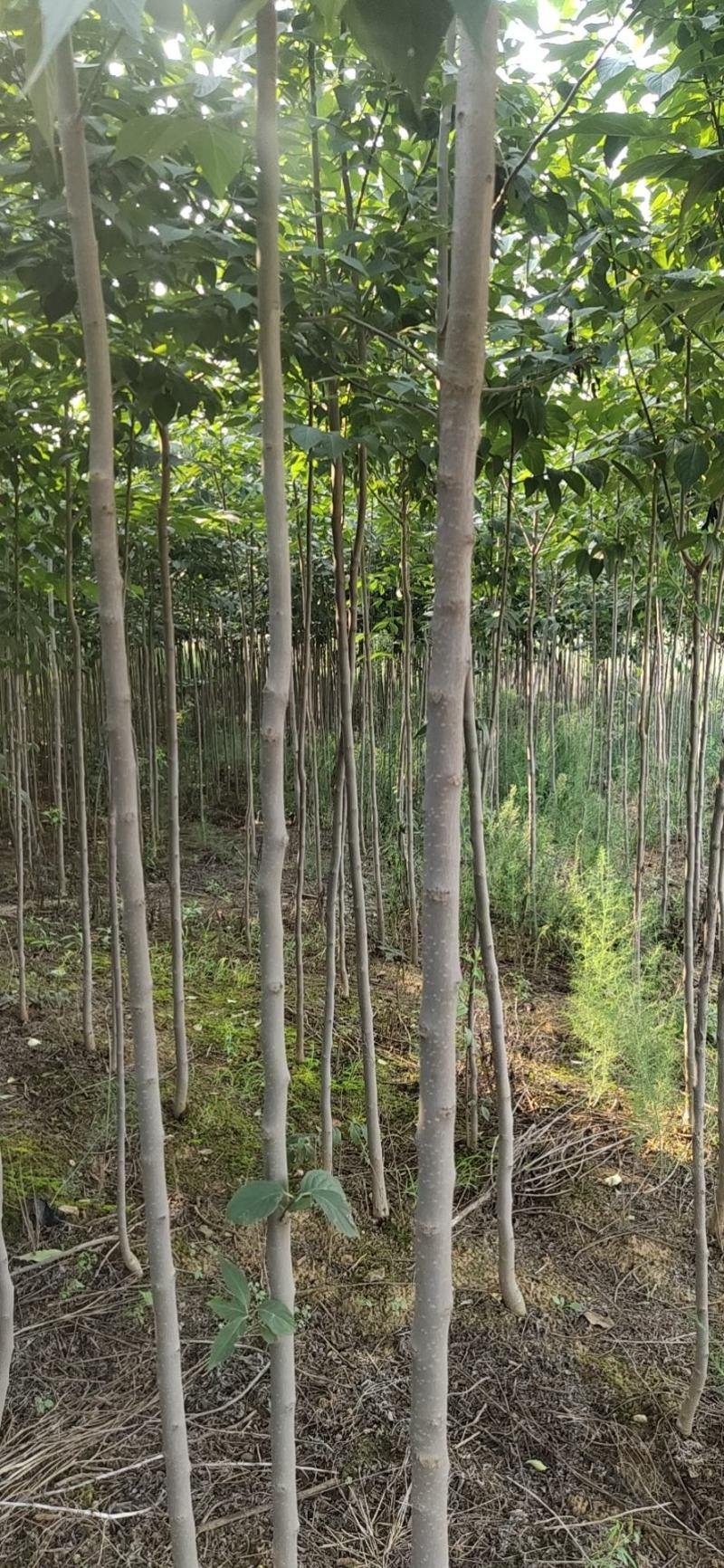 【杜仲树苗】2O0亩种植基地，各种规格都有