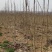 【杜仲树苗】2O0亩种植基地，各种规格都有