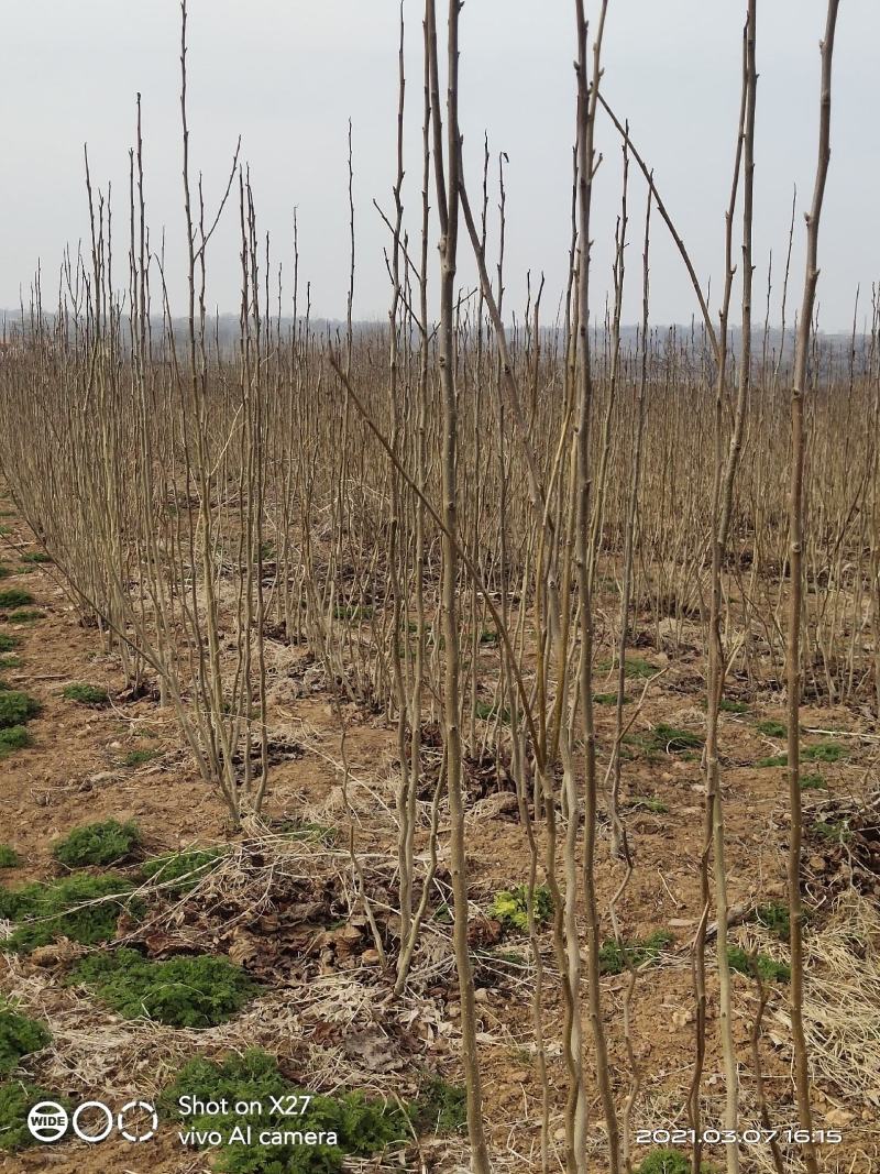 【杜仲树苗】2O0亩种植基地，各种规格都有