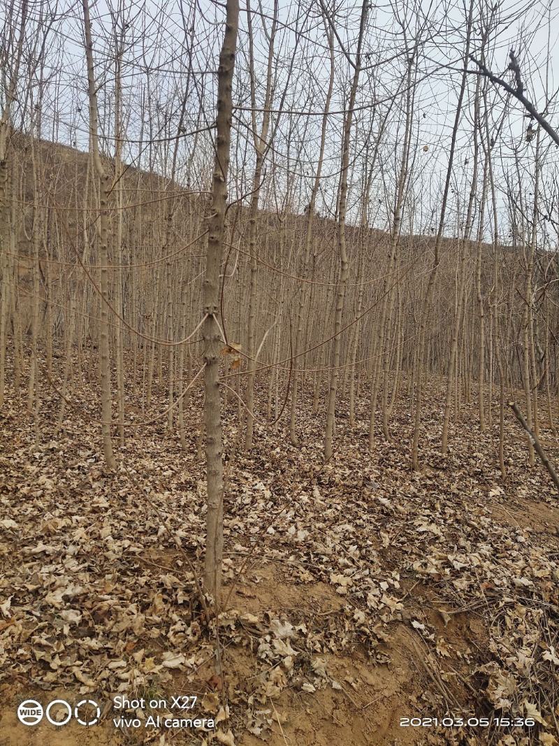 【杜仲树苗】2O0亩种植基地，各种规格都有