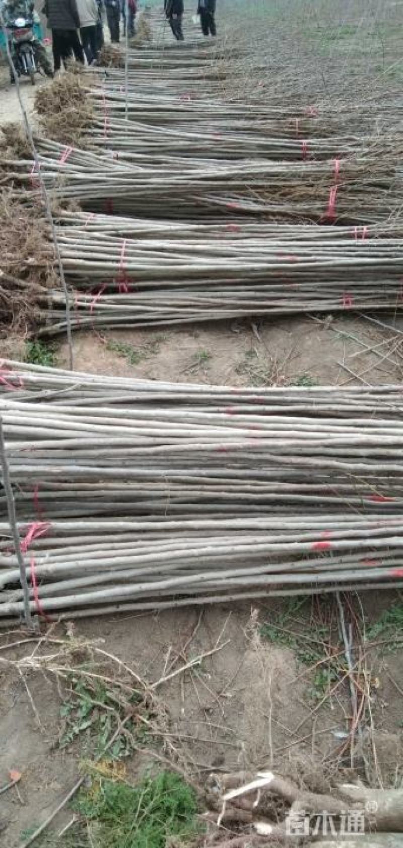 【杜仲树苗】2O0亩种植基地，各种规格都有