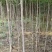 【杜仲树苗】2O0亩种植基地，各种规格都有