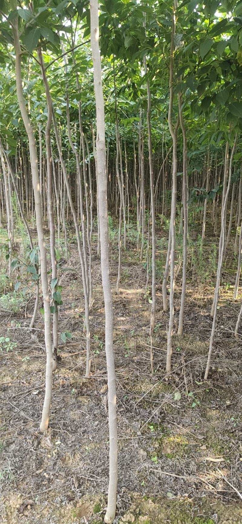【杜仲树苗】2O0亩种植基地，各种规格都有