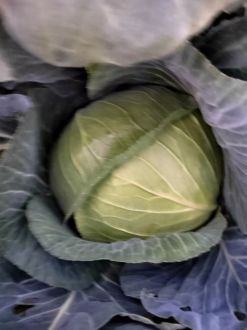 产地直发代办精品奥奇那需要的联系小黑哥，保质保量发货