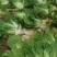 阳春白菜白菜河北白菜产地直销热卖价格实惠实力供应