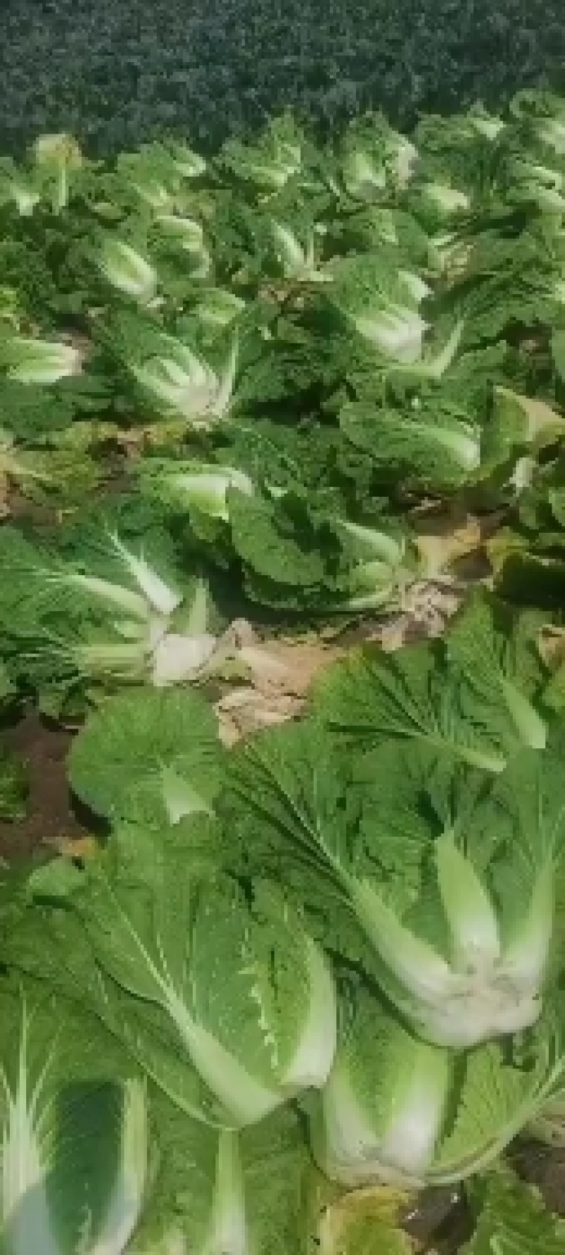 阳春白菜白菜河北白菜产地直销热卖价格实惠实力供应