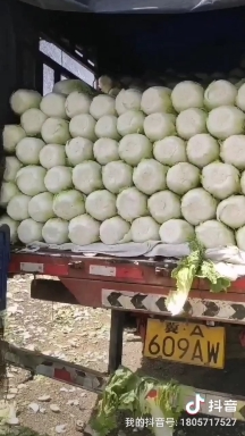 阳春白菜白菜河北白菜产地直销热卖价格实惠实力供应