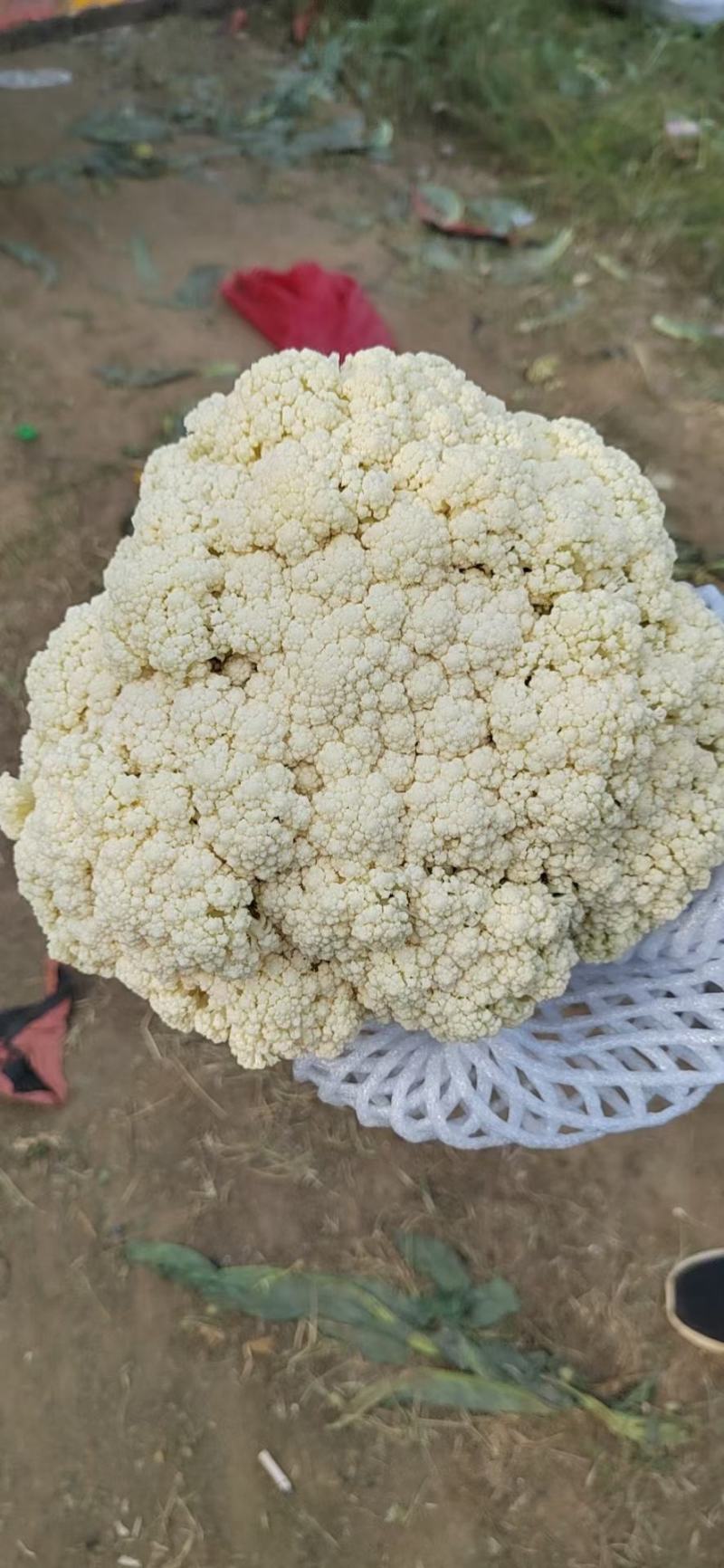 产地直发代办精品青梗散花，有60/80小米花石花一手货源