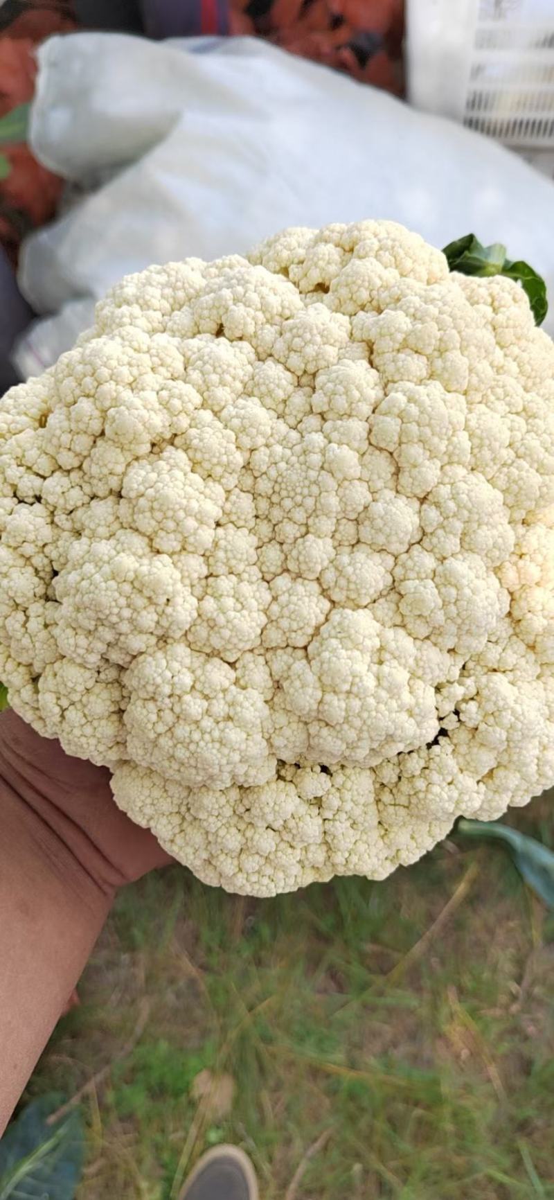 产地直发代办精品青梗散花，有60/80小米花石花一手货源