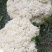 产地直发代办精品青梗散花，有60/80小米花石花一手货源