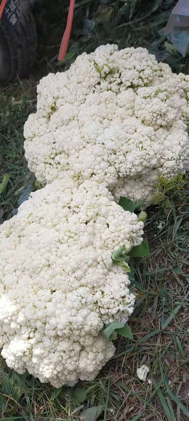 产地直发代办精品青梗散花，有60/80小米花石花一手货源