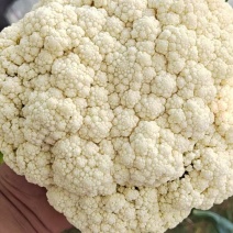 产地直发代办精品青梗散花，有60/80小米花石花一手货源