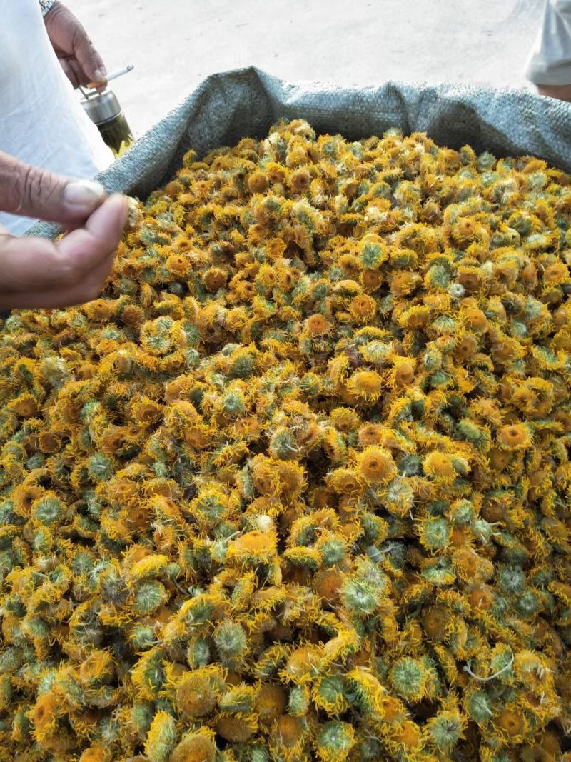旋覆花六月菊中药材花类，产地直销