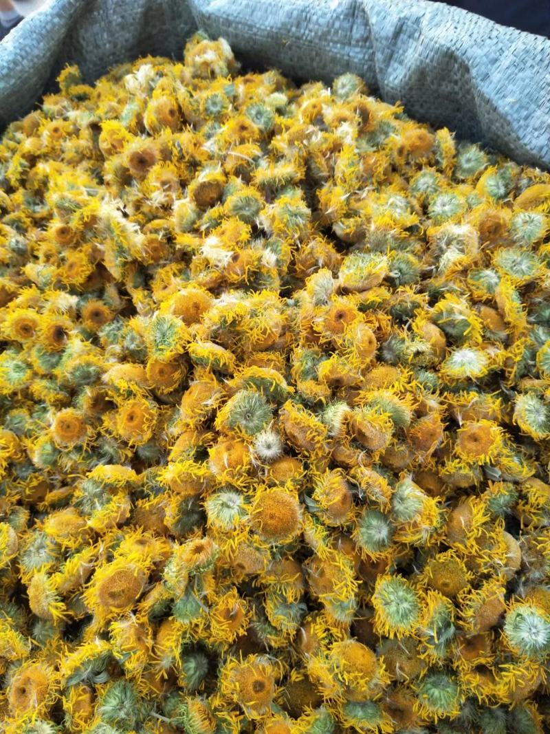 旋覆花六月菊中药材花类，产地直销