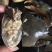 【锯缘青蟹】一级黄膏肉蟹肥度包肥顶膏顶肉那种靓螃蟹