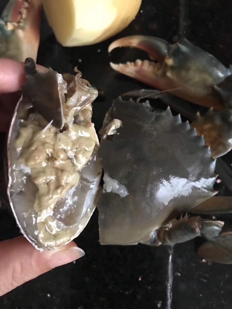 【锯缘青蟹】一级黄膏肉蟹肥度包肥顶膏顶肉那种靓螃蟹