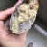 【锯缘青蟹】一级黄膏肉蟹肥度包肥顶膏顶肉那种靓螃蟹