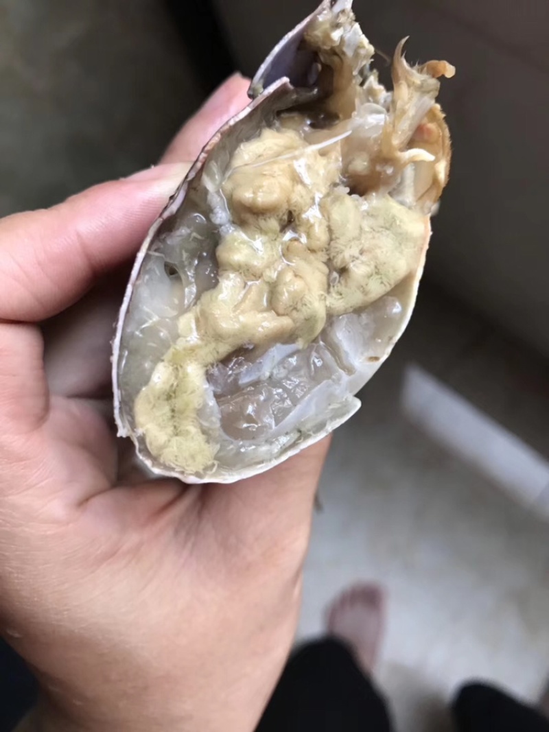 【锯缘青蟹】一级黄膏肉蟹肥度包肥顶膏顶肉那种靓螃蟹