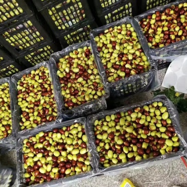 山西省运城市夏县鲁因村鸡心枣，花红点红青枣，可批发零售