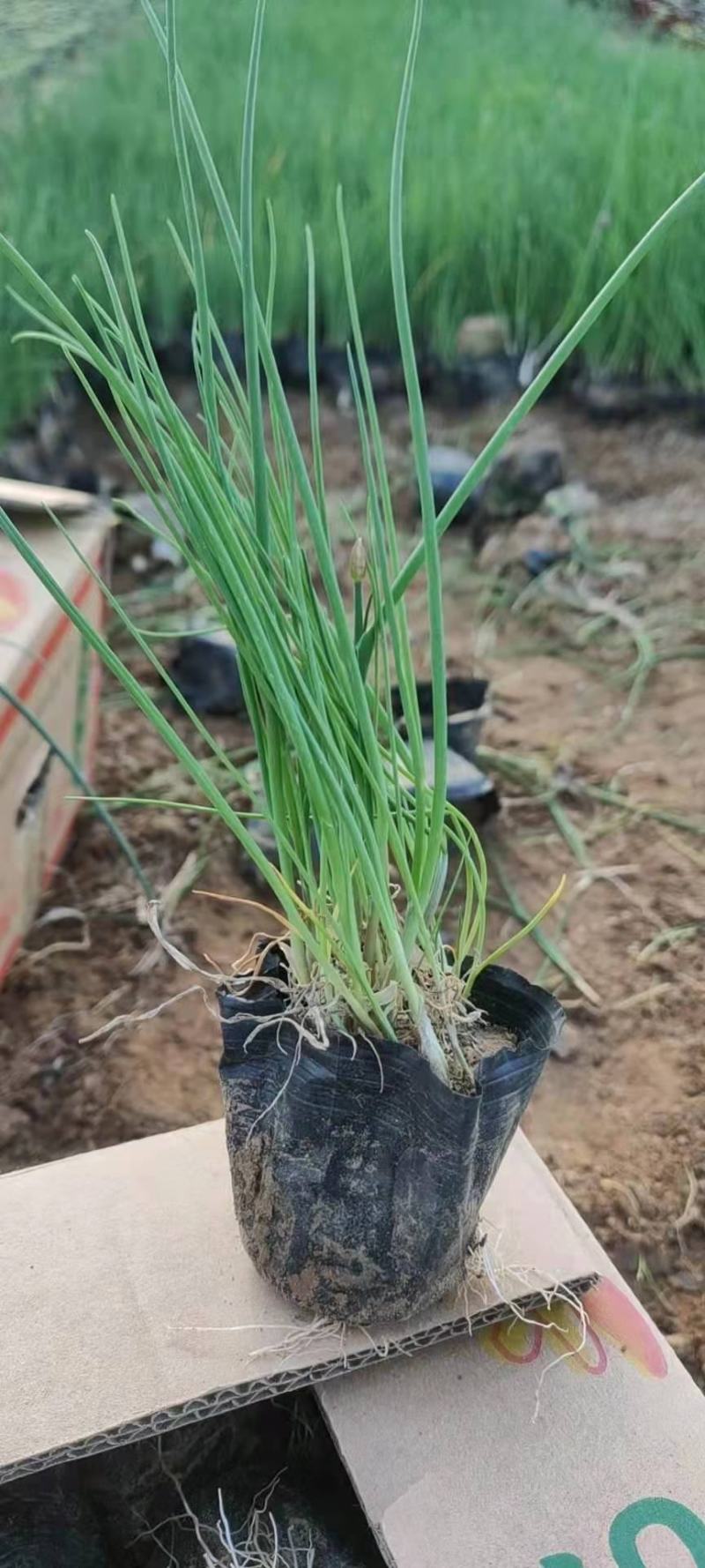 花葱杯苗，袋苗盆栽苗，大量有货，基地直发，一手货源