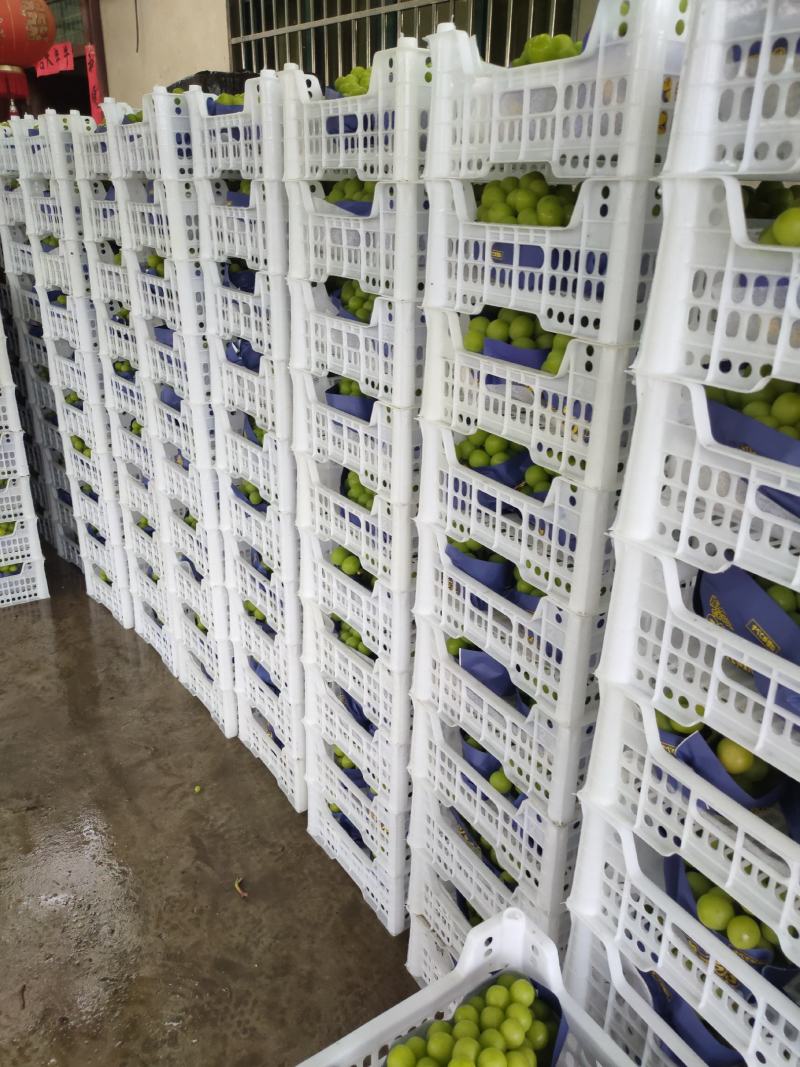 阳光玫瑰（晴王）香印青提大量上市