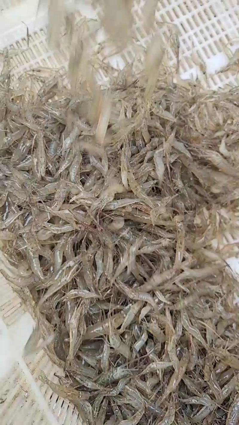 沂河河虾常年有货需要的联系了