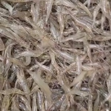 沂河河虾常年有货需要的联系了