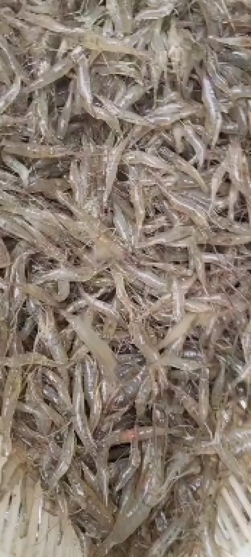 沂河河虾常年有货需要的联系了
