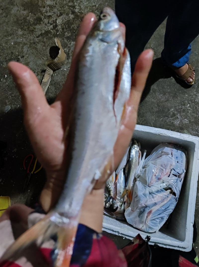 红尾翘嘴鱼，手工剖肚新鲜质量保证