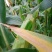玉米