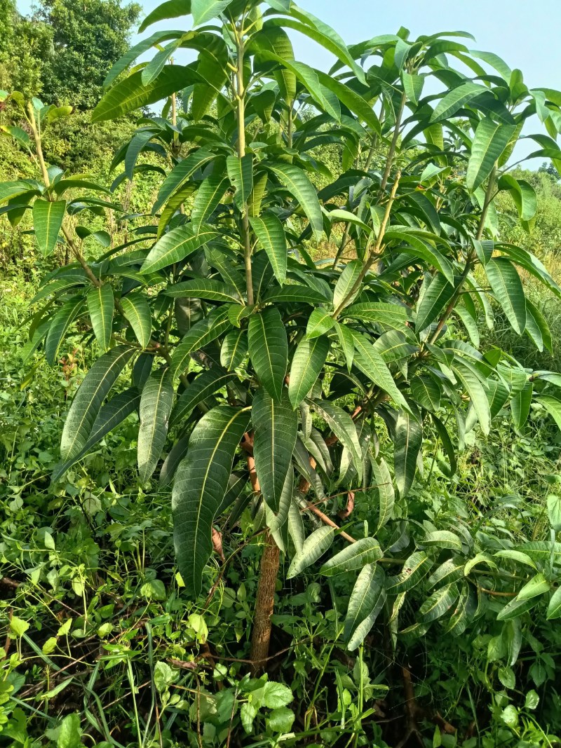 金煌芒果苗