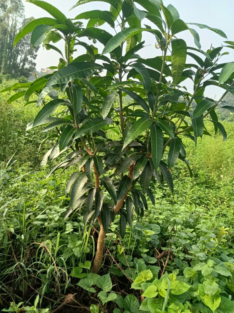 金煌芒果苗
