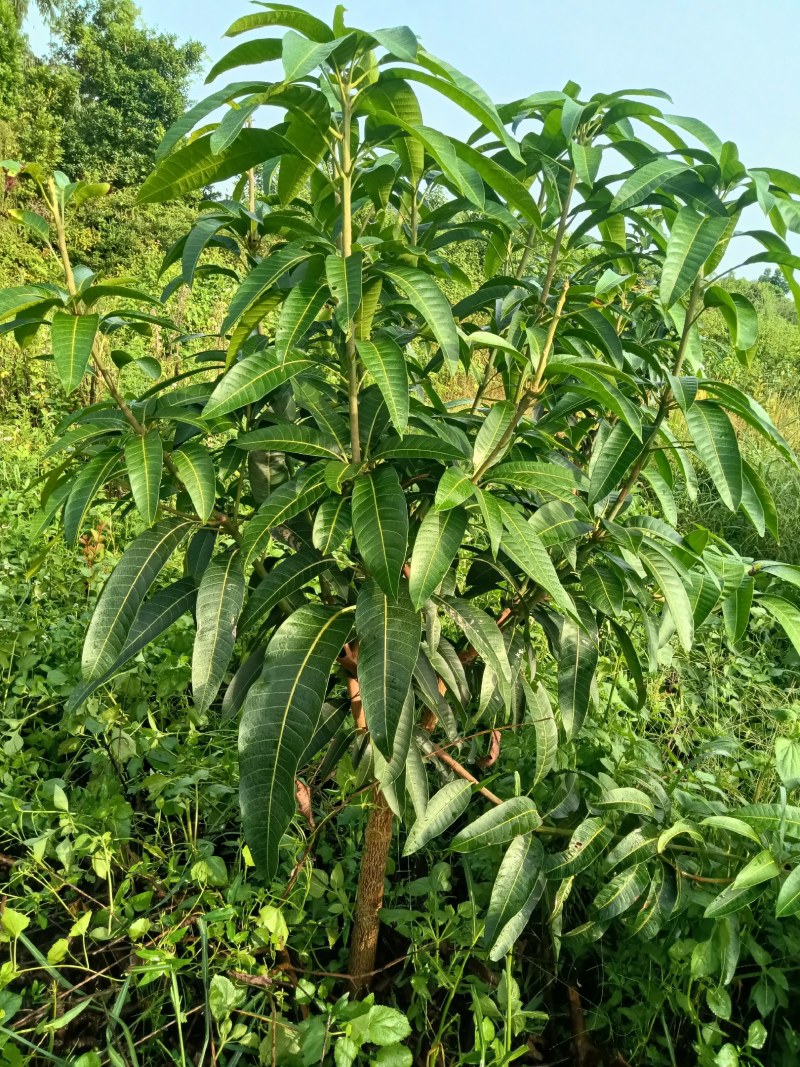金煌芒果苗