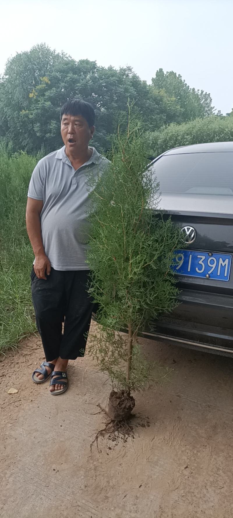 侧柏30公分~2米5量大有需要的联系我。