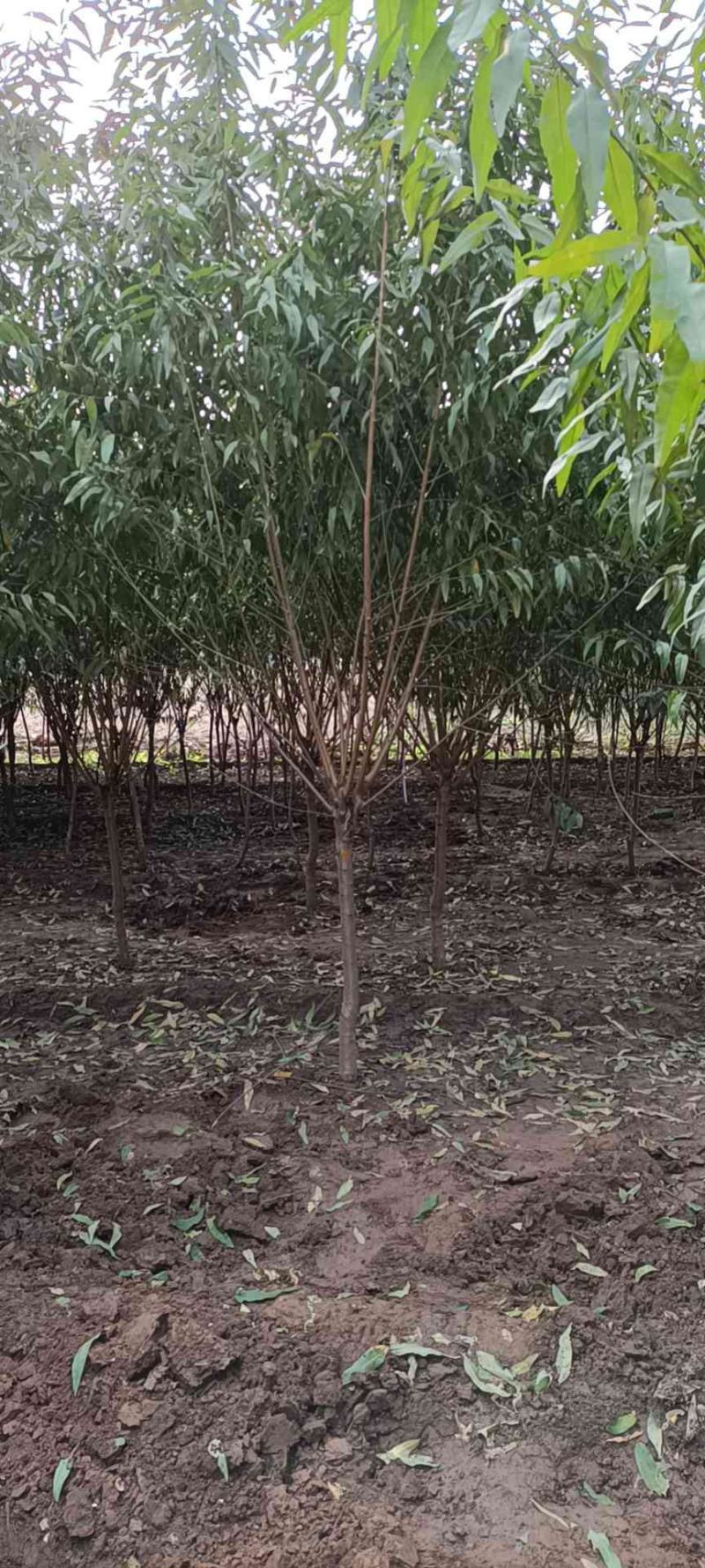 红叶碧桃4~6公分的量大