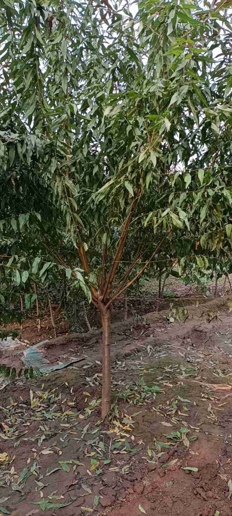 红叶碧桃4~6公分的量大