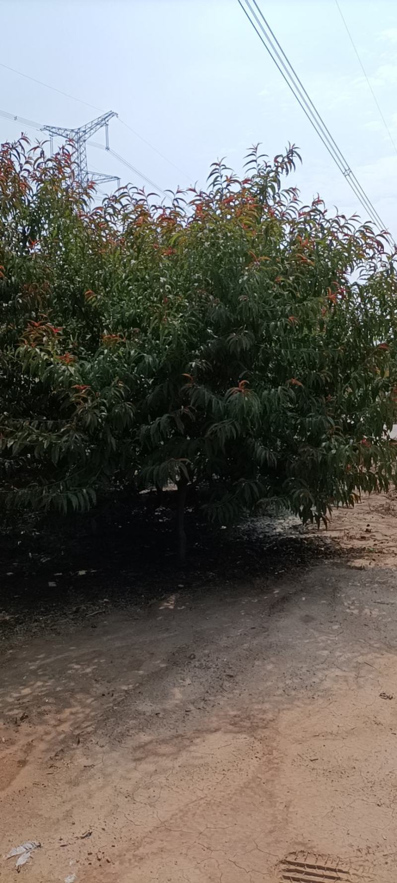 红叶碧桃4~6公分的量大