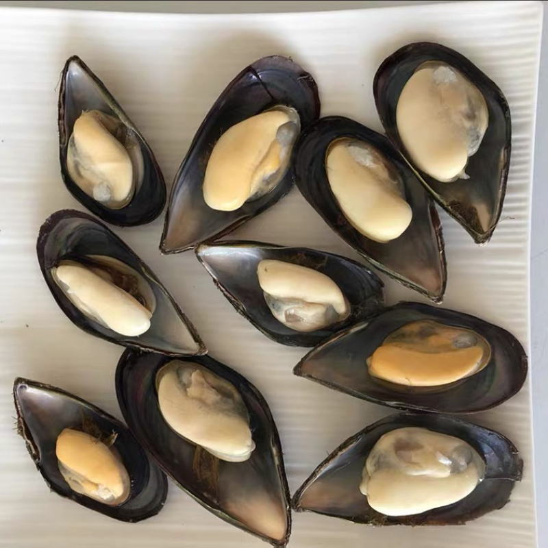 海虹，青口贝，淡菜，贻贝鲜活发货个头大，肥度好