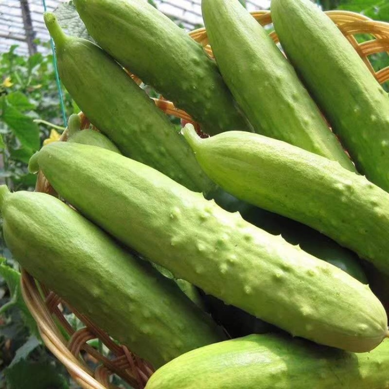 山东海阳水果生鲜供应链白玉黄瓜大批量供货田地间发货