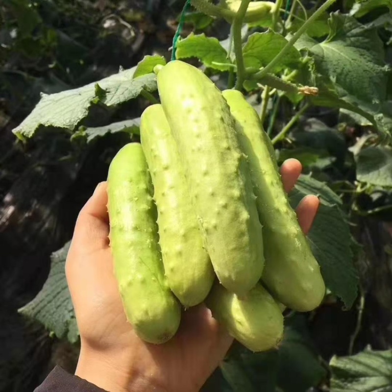 山东海阳水果生鲜供应链白玉黄瓜大批量供货田地间发货