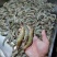 原浆虾仁虾段七彩神仙虎鱼龙鱼牛心汉堡虾拉宠物饲料