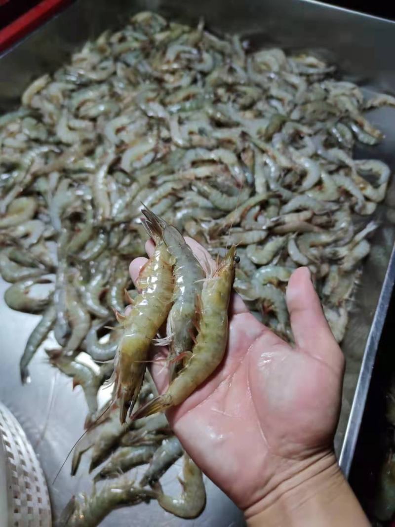 原浆虾仁虾段七彩神仙虎鱼龙鱼牛心汉堡虾拉宠物饲料